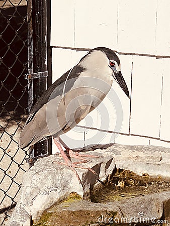 A Rescued Black-crowned Night Heron Stock Photo