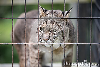 Rescued Bobcat Lynx in Cage Stock Photo