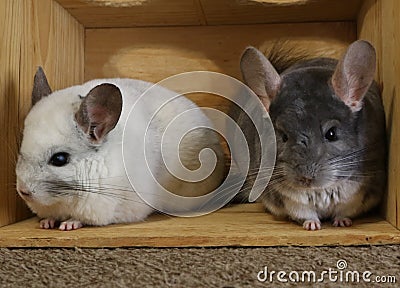 Rescued chinchillas Stock Photo