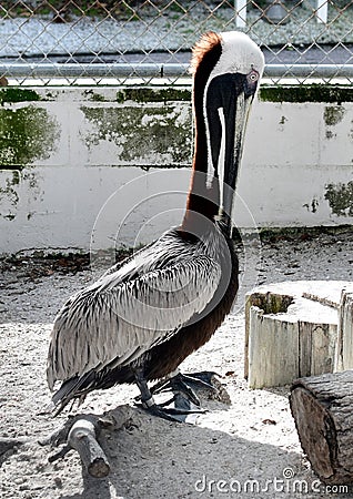 A Rescued Eastern Brown Pelican Stock Photo