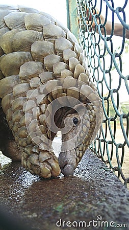 Rescued Indian pangolin or anteater or Kidikhau Manis crassicaudata Stock Photo