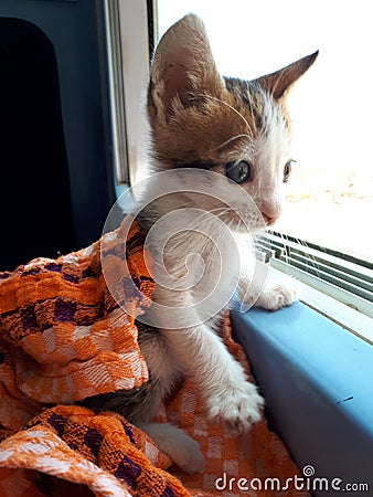 Rescued kitten on his first train ride Stock Photo