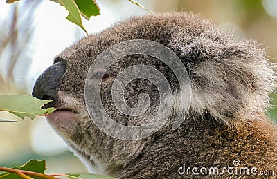 Rescued koala Stock Photo