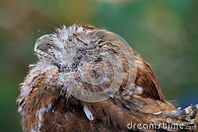 Rescued owl eyes closed Stock Photo