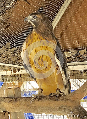 Rescued Red-Tail Stock Photo