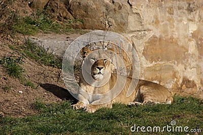 The rescued Romanian Lions Stock Photo