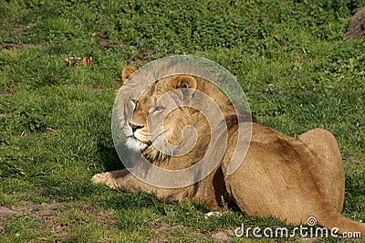 The rescued Romanian Lions Stock Photo