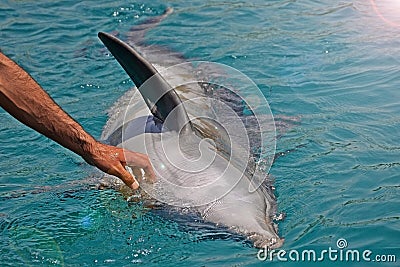 The rescued smiling dolphin holds its flippers with human hands. Sea dolphin Conservation Research Project in Eilat, Israel. Stock Photo