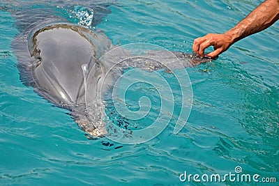 The rescued smiling dolphin holds its flippers with human hands. Sea dolphin Conservation Research Project in Eilat, Israel. Stock Photo