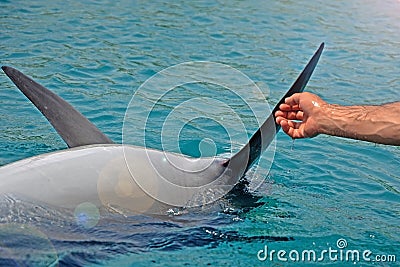 The rescued smiling dolphin holds its flippers with human hands. Sea dolphin Conservation Research Project in Eilat, Israel. Stock Photo
