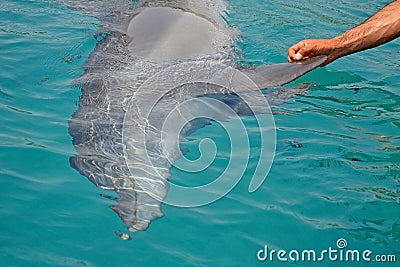 Rescued smiling young dolphin holds its flippers with human hands. Sea dolphin Conservation Research Project in Eilat, Israel. Stock Photo