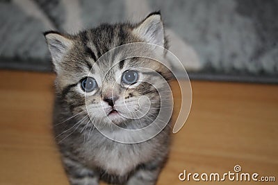 The rescued cat Blu Stock Photo