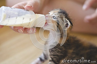 Rescued tiny baby cat hand fed with milk from a nursing bottle Stock Photo