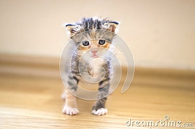 Rescued tiny baby cat learning how to walk and stand Stock Photo