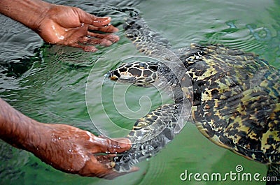 The rescued tortoise holds its flippers with human hands . Sea Turtles Conservation Research Project in Bentota, Sri Lanka. Stock Photo