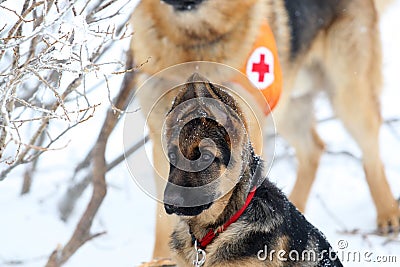 Rescuer from the Mountain Rescue Service at Bulgarian Red Cross Editorial Stock Photo
