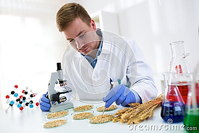 Research quality of wheat, expert working at professional laboratory Stock Photo
