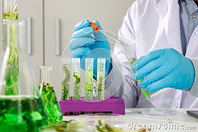 Research scientist team working research and Biotech science Photobioreactor in laboratory of algae fuel, biofuel sustainable Stock Photo