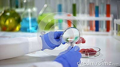 Researcher analyzing meat sample with magnifying glass, helminthes check-up Stock Photo