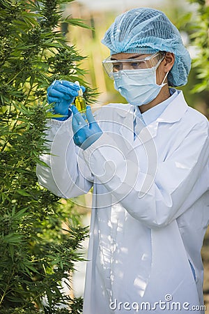 Researchers examine extracts from the hemp plant. Used to make products in alternative medicine.CBD Natural from organic hemp on Stock Photo