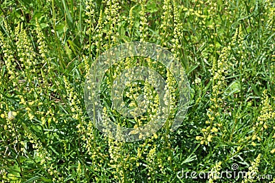 Reseda lutea as a weed growing in the field Stock Photo