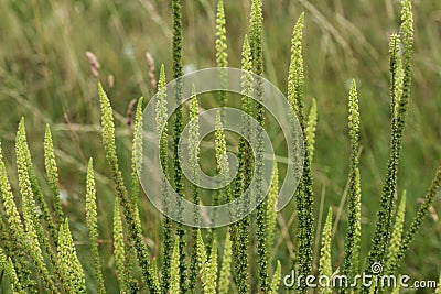 Reseda luteola, known as dyer& x27;s rocket, dyer& x27;s weed, weld, woold, and yellow weed Stock Photo