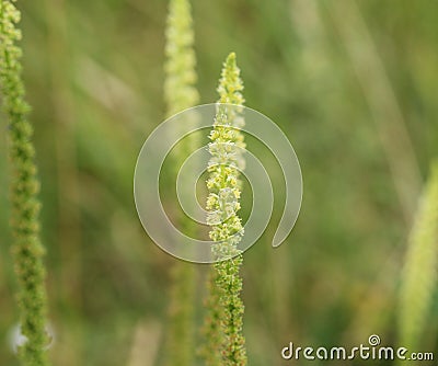 Reseda luteola, known as dyer& x27;s rocket, dyer& x27;s weed, weld, woold, and yellow weed Stock Photo