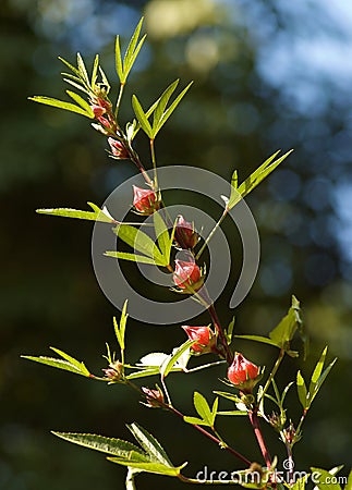 Reselle, red sorrel Stock Photo