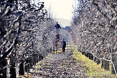 RESEN, MACEDONIA. february 1, 2020- Farmer pruning apple tree in orchard in Resen, Prespa, Macedonia. Prespa is well known region Editorial Stock Photo