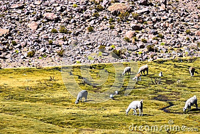 Reserva Nacional de las Vicunas Stock Photo