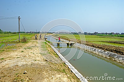 Paddy field and irrigation canal Editorial Stock Photo
