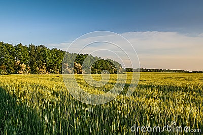 Reservoirs and field shelterbelts Stock Photo