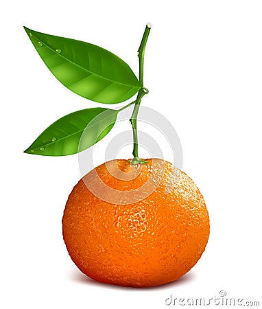 Resh tangerine Vector Illustration