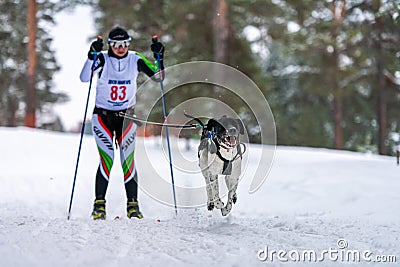 Reshetiha, Russia - 02.02.2019 - Dog skijoring. Pointer sled dog pull dog driver. Sport championship competition Editorial Stock Photo