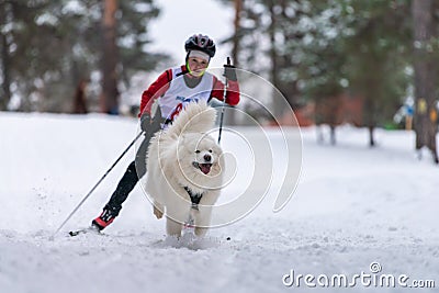 Reshetiha, Russia - 02.02.2019 - Dog skijoring. Samoyed sled dog pull dog driver. Sport championship competition Editorial Stock Photo