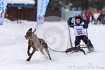 Reshetiha, Russia - 02.02.2019 - Sled dog racing. Children championship competition. Pointer sled dogs team pull a sled with young Editorial Stock Photo