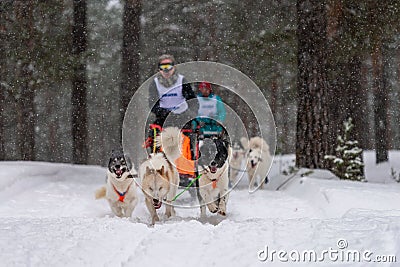 Reshetiha, Russia - 02.02.2019 - Sled dog racing. Husky sled dogs team pull a sled with dog drive Editorial Stock Photo