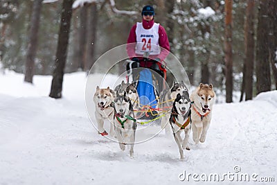 Reshetiha, Russia - 02.02.2019 - Sled dog racing. Husky sled dogs team pull a sled with dog driver. Championship competition Editorial Stock Photo