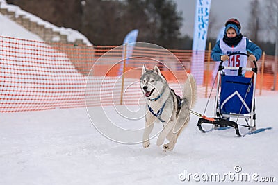 Reshetiha, Russia - 02.02.2019 - Sled dog racing. Husky sled dogs team pull a sled with dog driver. Championship competition Editorial Stock Photo