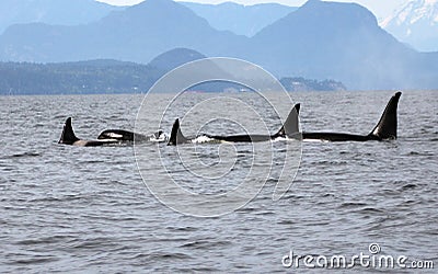Pod of Resident Orcas of the coast near Sechelt, BC Stock Photo
