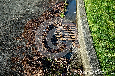 Residential storm drain on a sunny day, wet tree debris around drain, street and curb Stock Photo