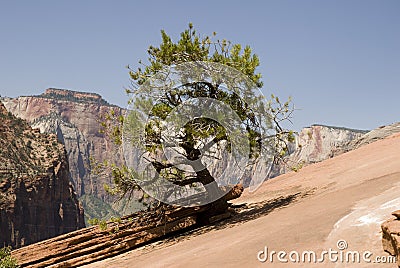Resilient Tree in the Desert Stock Photo