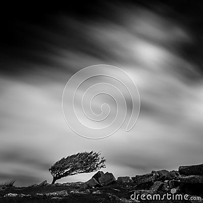 Resilient tree on Bodmin Moor, Cornwall Stock Photo