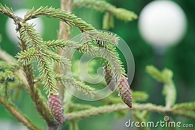 Resin on the cones and needles of coniferous tree branches growing in a city park or garden against the background of a round lamp Stock Photo