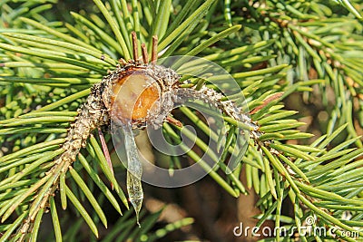 Resin drips from the branch of a conifer Stock Photo