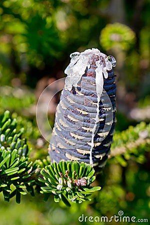 Resin emerges from pine cones, Nikko fir Stock Photo