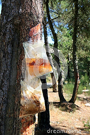 Resin extraction in Portuguese forest Stock Photo