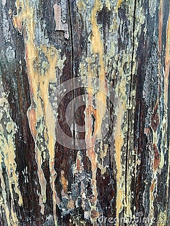 Resin. pillar old wood texture Stock Photo