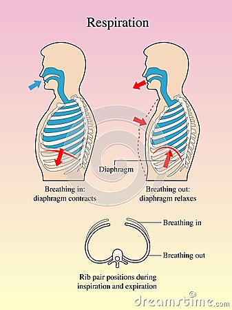 Respiration Vector Illustration