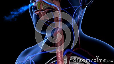 Respiration. Is the biochemical process in which the cells of an organism obtain energy by combining oxygen and glucose, resulting in the release of carbon Respiration. Is the biochemical process in which the cells of an organism obtain energy by combining oxygen and glucose, resulting in the release of carbon